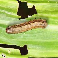 Spodoptera_frugiperda_larva project thumbnail