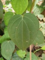 Pepper Leaf project thumbnail
