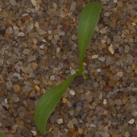 Seedlings project thumbnail
