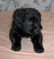 cat_dog_detect project thumbnail