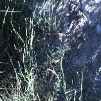 DeepWeeds project thumbnail