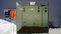 Fish project thumbnail