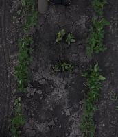 weed project thumbnail