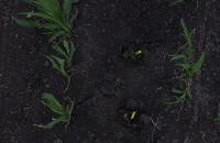 Corn project thumbnail
