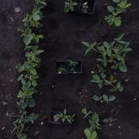 Corn and Weed2 project thumbnail