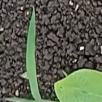 weed detection project thumbnail