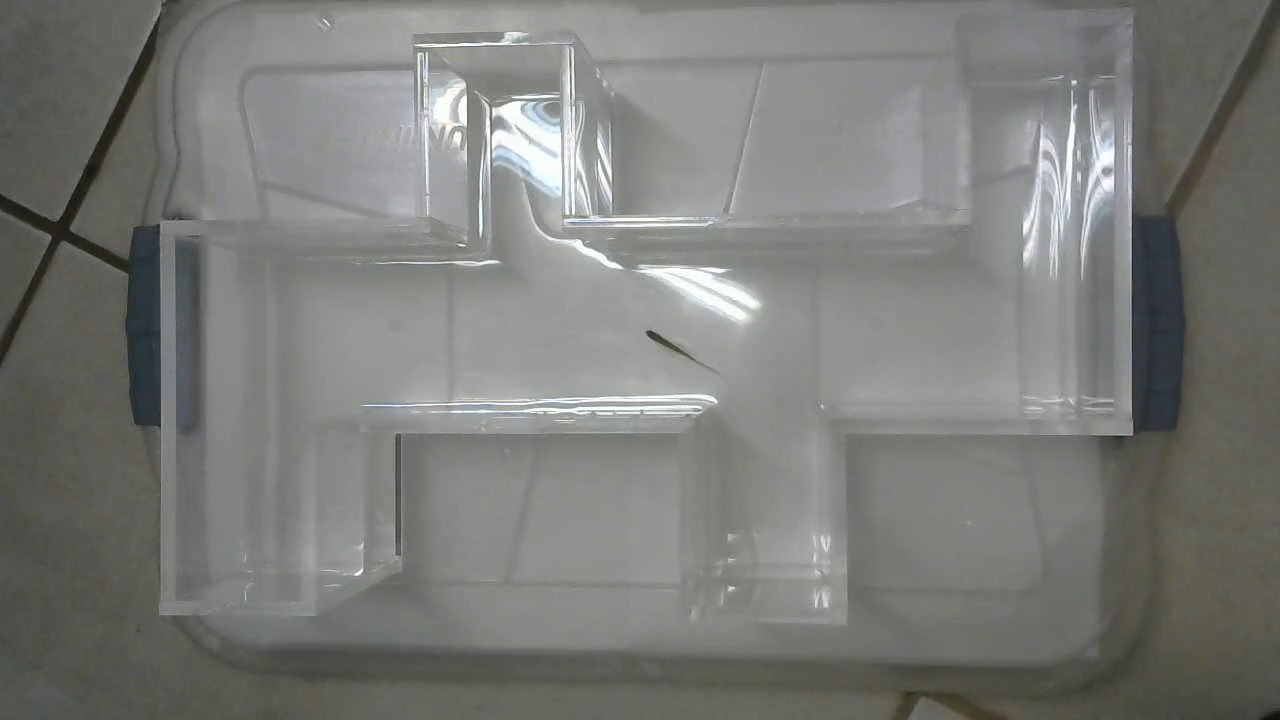 ZebraRecog - Roboflow Universe