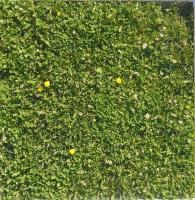 Weed Detection project thumbnail
