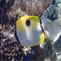 Fishes-and-invertebrates project thumbnail