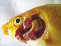 fish_diseases project thumbnail