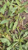 frontyard_weed_project_mvp project thumbnail