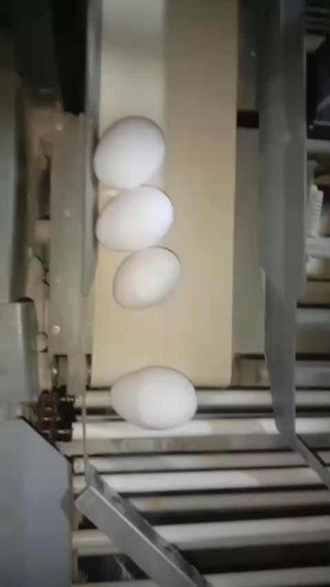 Egg_detection_counting Object Detection Dataset by nust