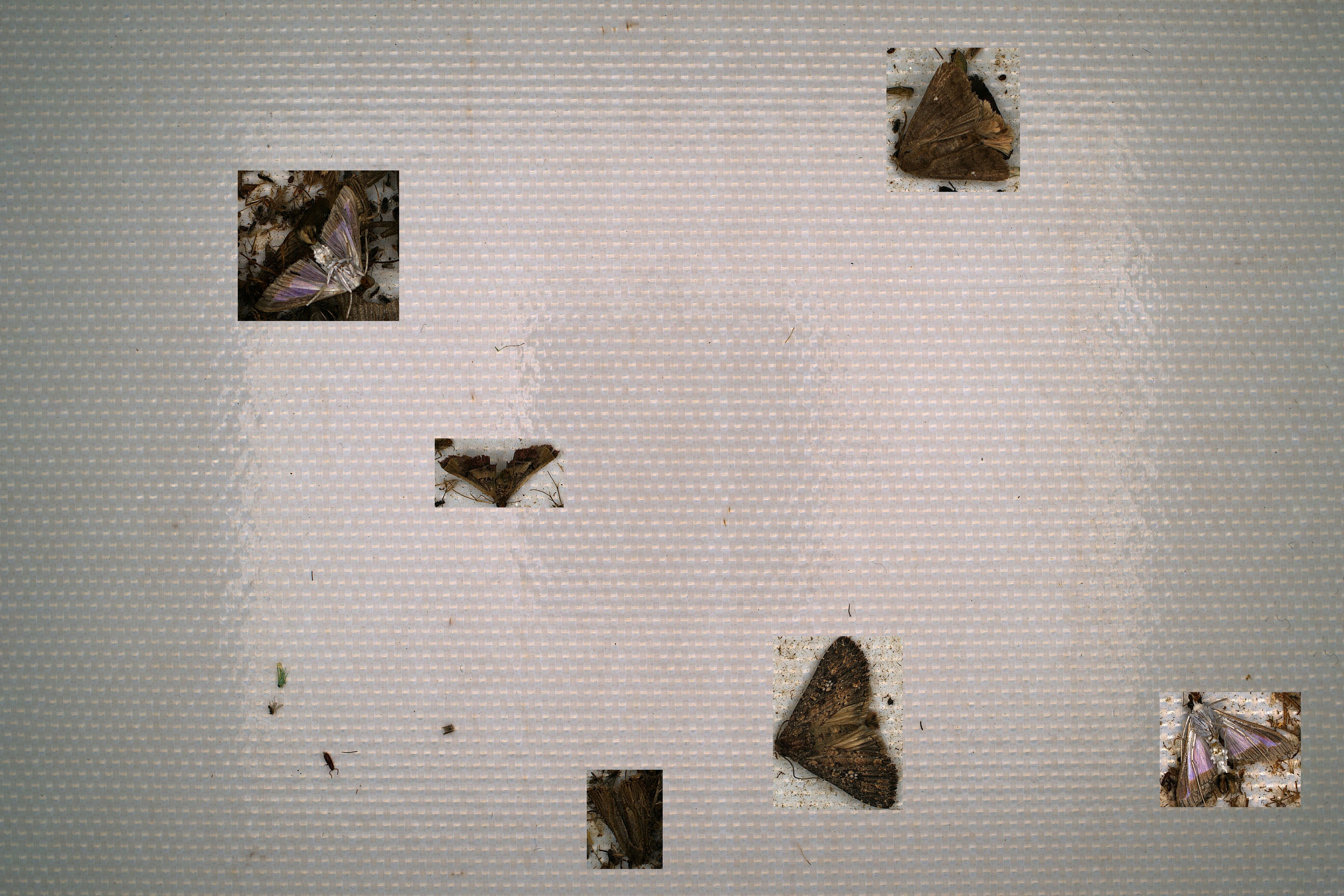 Insect Detection Object Detection Dataset by YOLOv5Attention