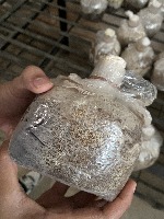 Mushroom-Conditions-Dataset project thumbnail