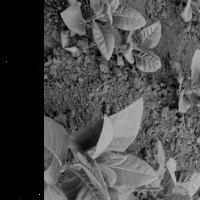 tobacco plant disease 3 project thumbnail