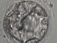 embryo project thumbnail