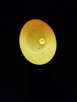 Egg_Monitoring project thumbnail