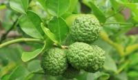 lime kaff lime -24 project thumbnail