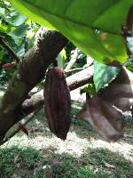 cocoa bean 2.0 project thumbnail