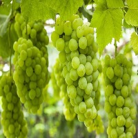 Leaf or Grape 13 project thumbnail