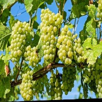 Leaf or Grape project thumbnail