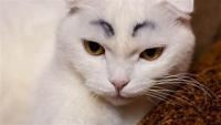 cat dog bird project thumbnail