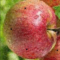 apple detection Object Detection Model by Tpicos 2
