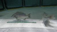 fish project thumbnail