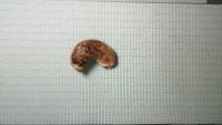 cashew-nut-4 project thumbnail