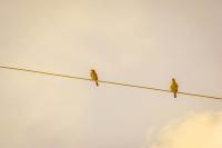 Birds DS2 selected project thumbnail
