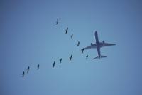 Birds combined 2 project thumbnail