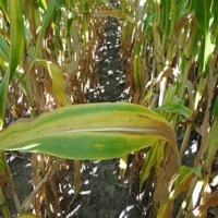 nitrogen defficient dataset project thumbnail