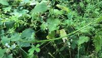 Bienen_001 project thumbnail