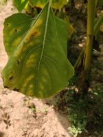 phytotracker project thumbnail
