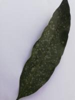 leaf disease project thumbnail
