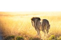 Wild Cats (Dectection) project thumbnail