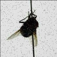 fly Object Detection Model by bordo