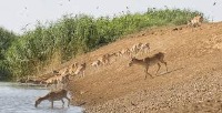 Saiga project thumbnail