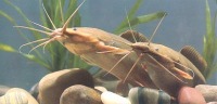 taiwan freshwater fish project thumbnail
