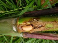 Pest-dataset project thumbnail