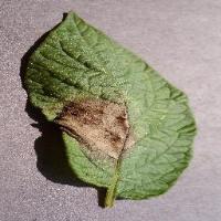 potato late blight project thumbnail