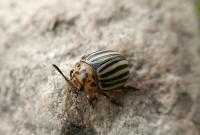 Insects4 project thumbnail