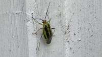 Insects3 project thumbnail