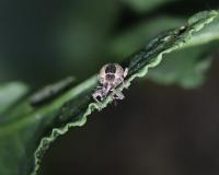 Insects2 project thumbnail