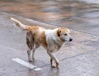 dog detection project thumbnail