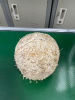 coconut project thumbnail