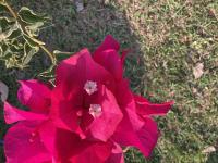 flower bougainvillea calendula project thumbnail