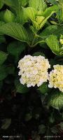 Hortensias project thumbnail