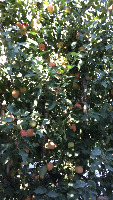 Manzanas 4 project thumbnail