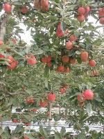 Manzanas project thumbnail